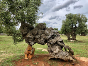 3000-year-old olive tree, Puglia